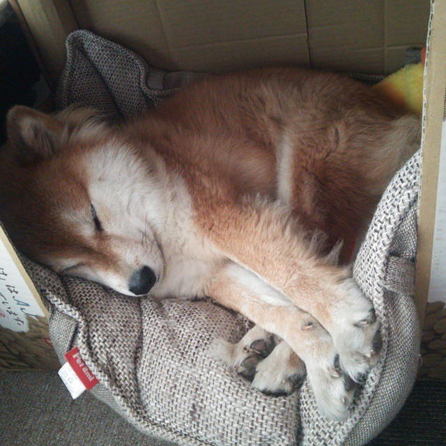 光刺破穹顶,张镇麟关键一击,太阳队轻取辽宁展露冠军相