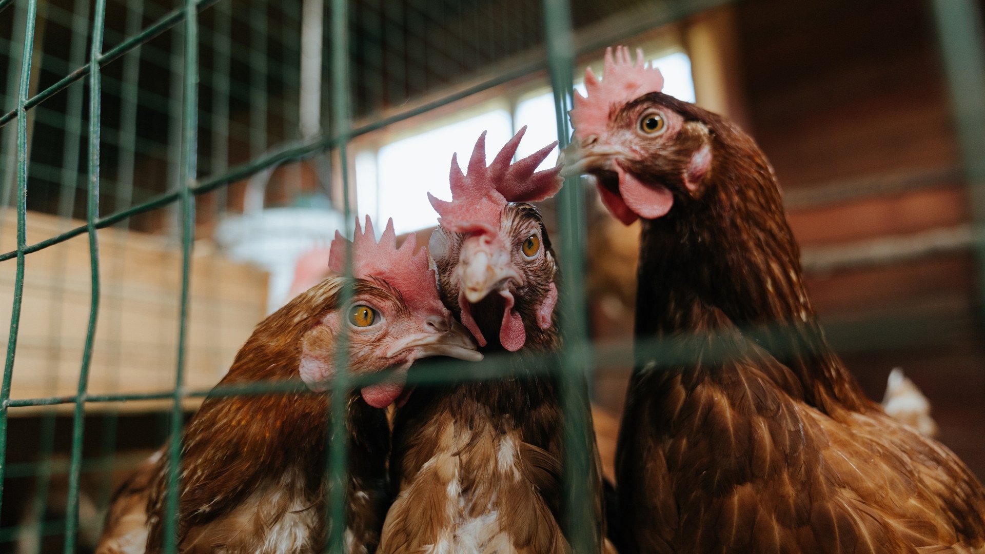 银色手术刀与流星,当迈凯伦精密切割,拉塞尔在夜空燃烧
