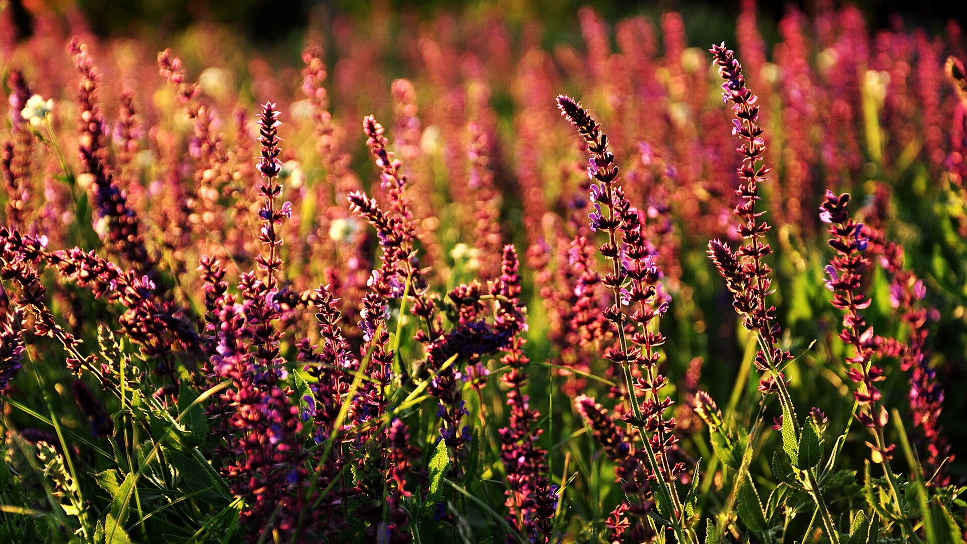 银箭与跃马的毫厘战争,汉密尔顿一停之间惊艳四座