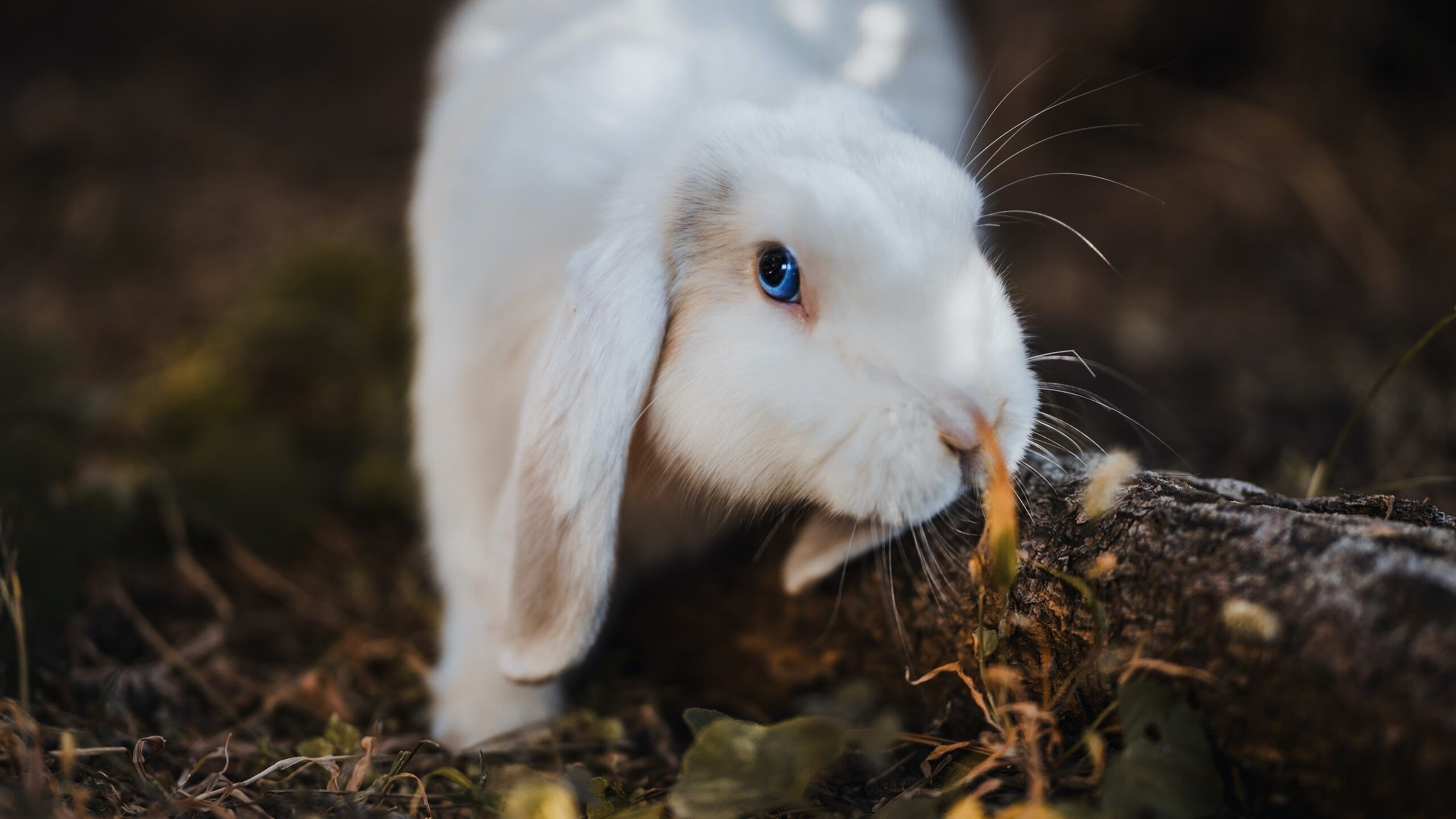 爱游戏官方-周冠宇，以指挥官之姿，率阿斯顿马丁上演大卫击败歌利亚