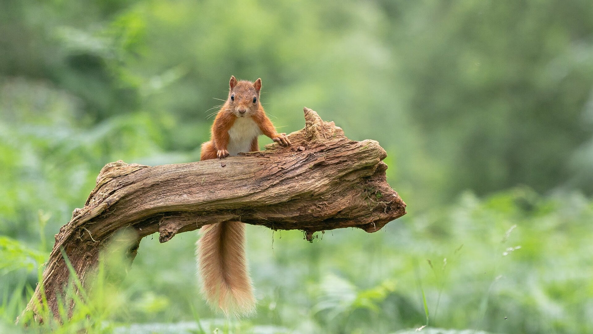 爱游戏APP-复出之战，当国王遇见奇才，哈登在刀锋上重写命运