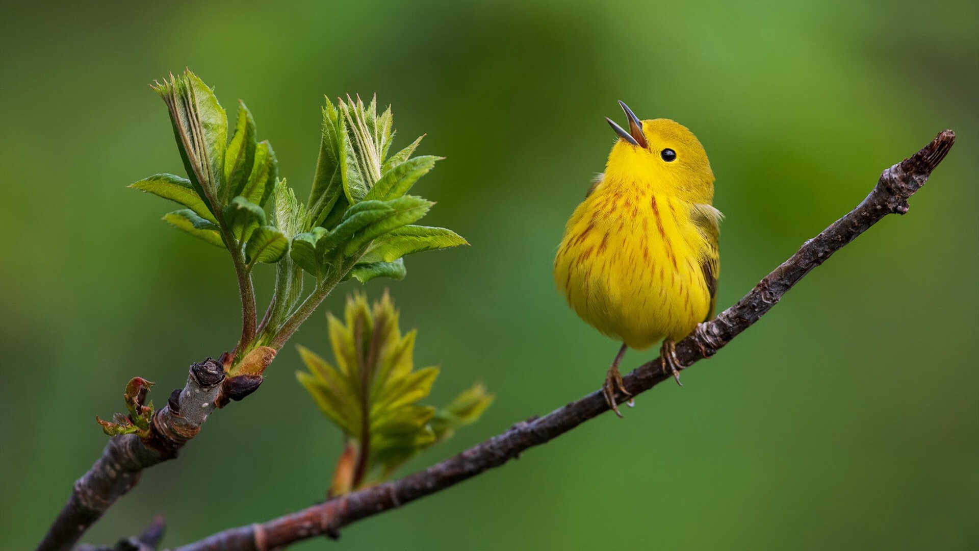 从开罗到棋格,当阿拉巴在64格战场上接管美国队的外交棋局