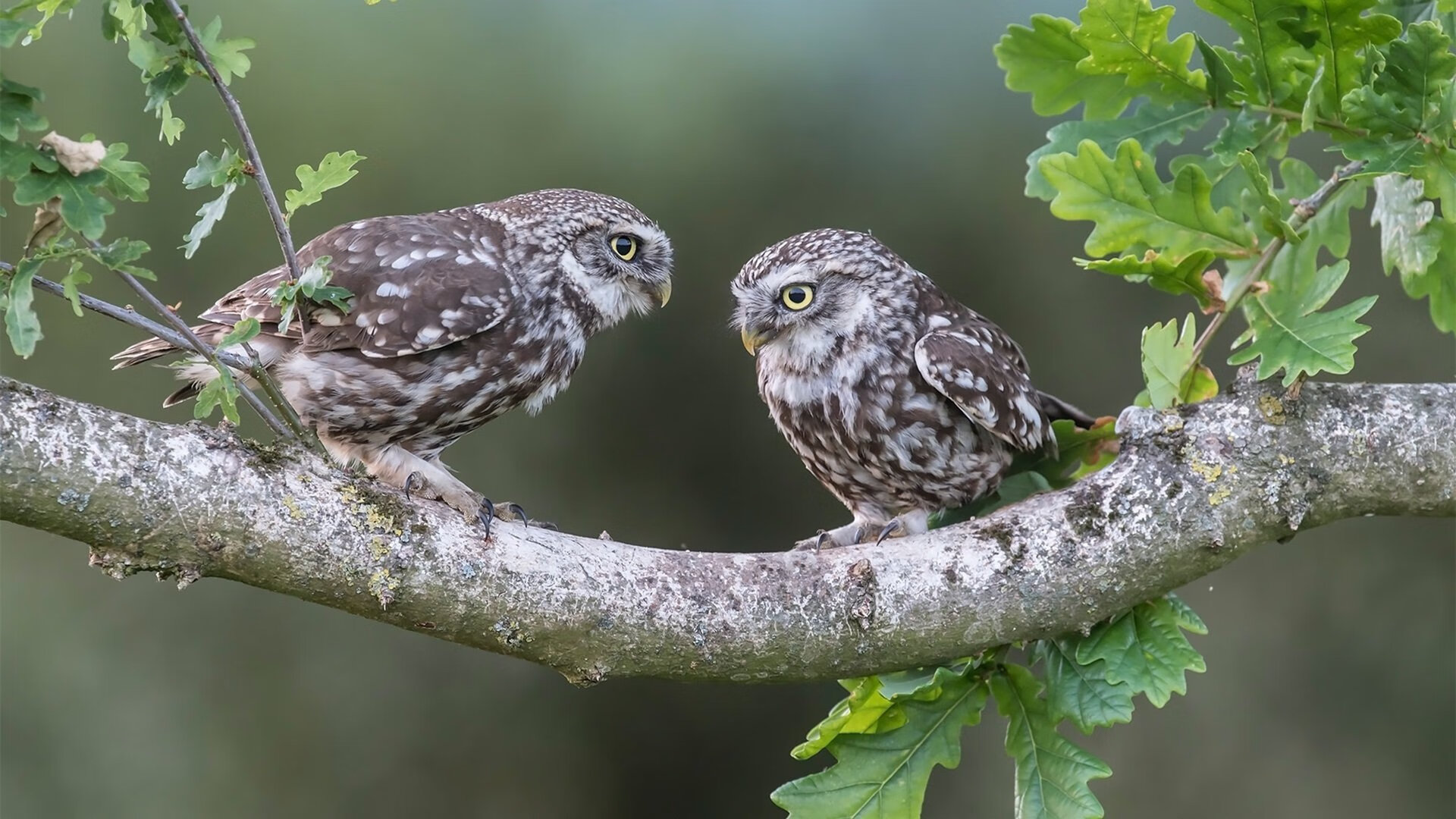 舞台越大越强!武切维奇在篮网对阵雄鹿的狂野之夜加冕巨星