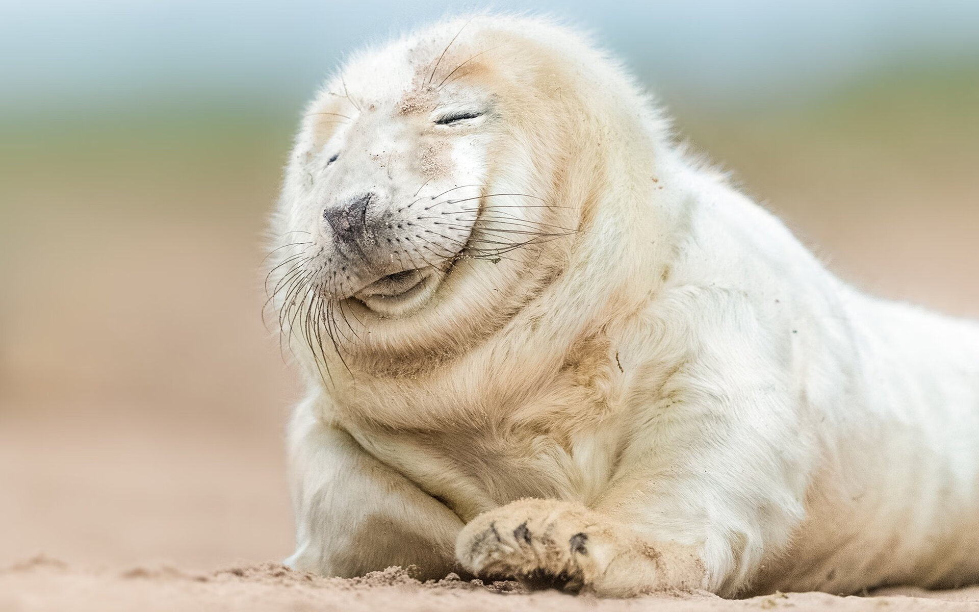 银箭迷踪,荷兰式战术如何将红牛哥斯达黎加化