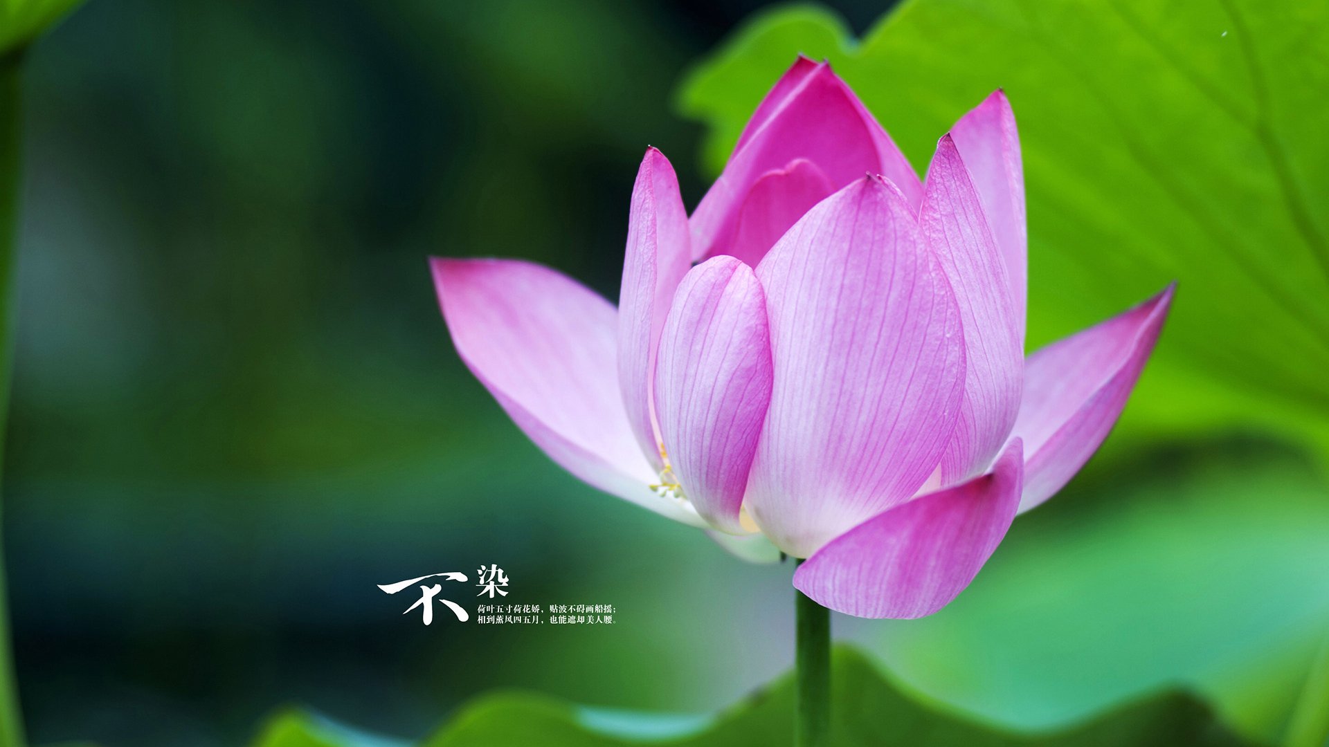 莱比锡旋风席卷绿茵！美加墨焦点战，德甲力量连续破门压制加拿大