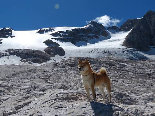 锡安暴力美学撕裂勇士防线,开拓者以沉稳之姿宣告新时代秩序