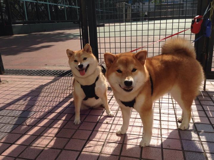 马刺铁蹄踏碎浙江,欧冠淘汰赛呈现压倒性统治