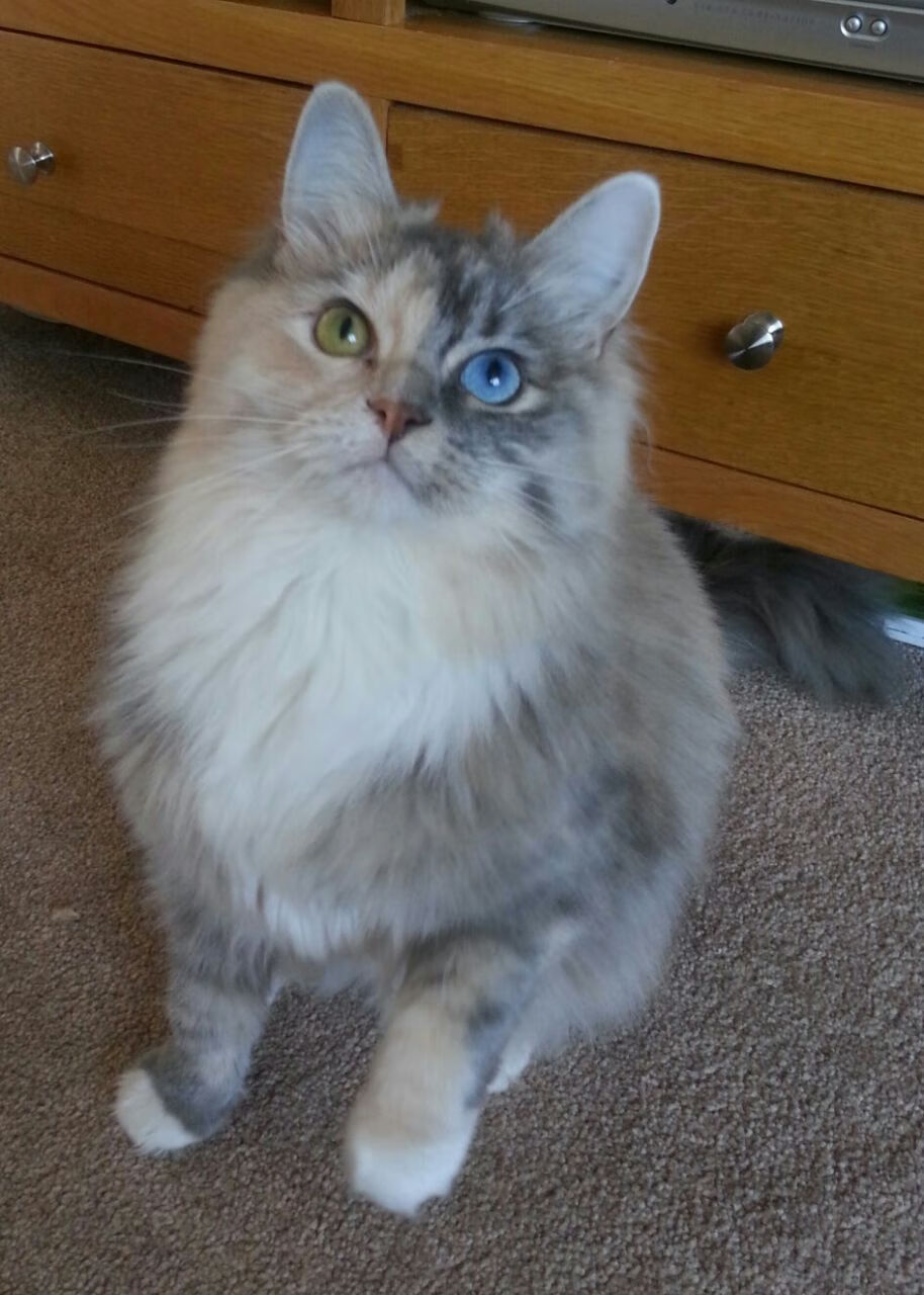 西决风云,勇士铁壁锁雷霆,马克西末节封神定乾坤