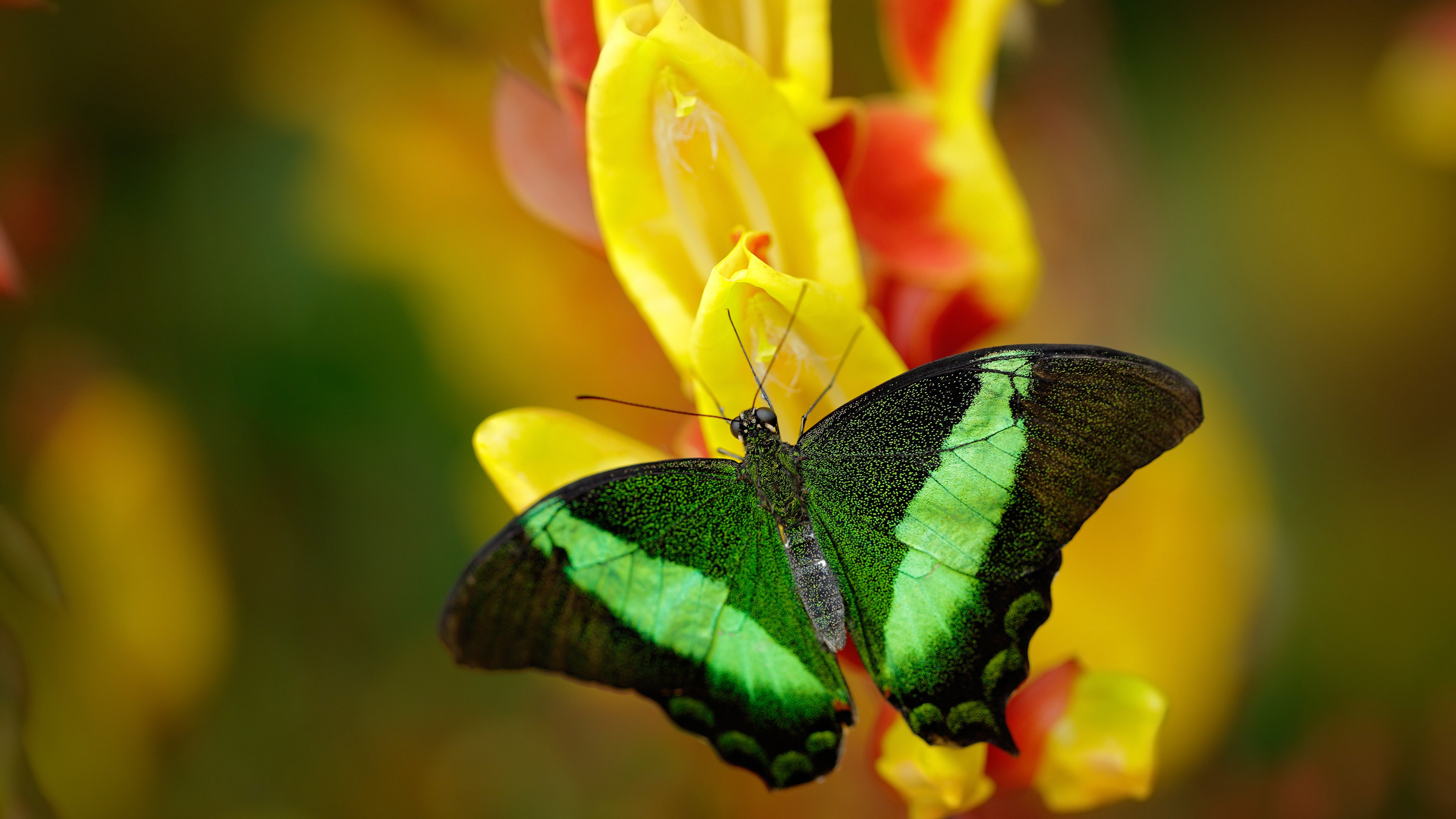 2026世界杯之夜，武切维奇独造三球闪耀全场，最佳球员荣誉无争议