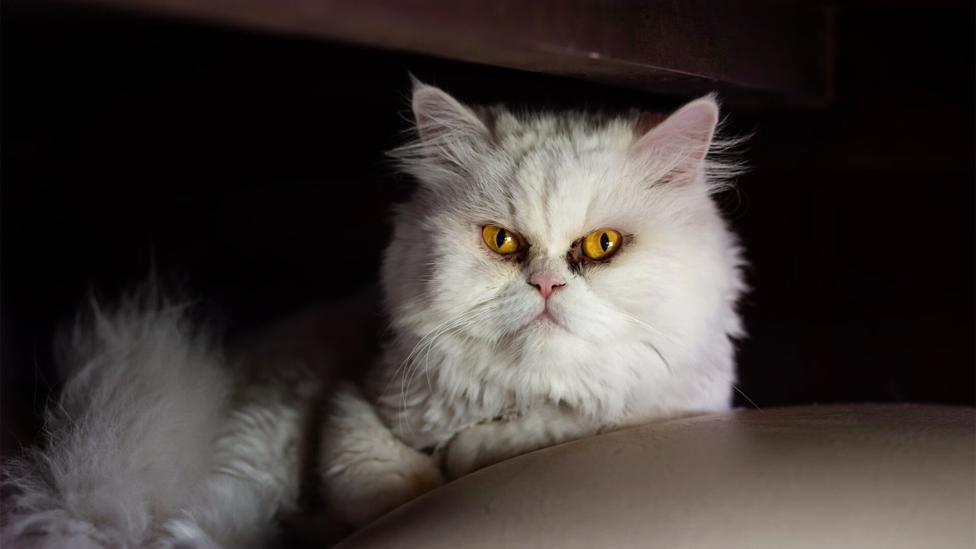 爱游戏官方入口-2026，瓜迪奥拉的门徒，在美利坚终结传控时代