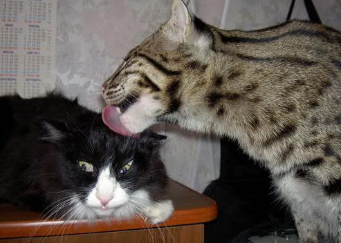 爱游戏tv-数据之心与凡人之手，当猛龙险胜辽宁，克莱那记穿越时空的三分