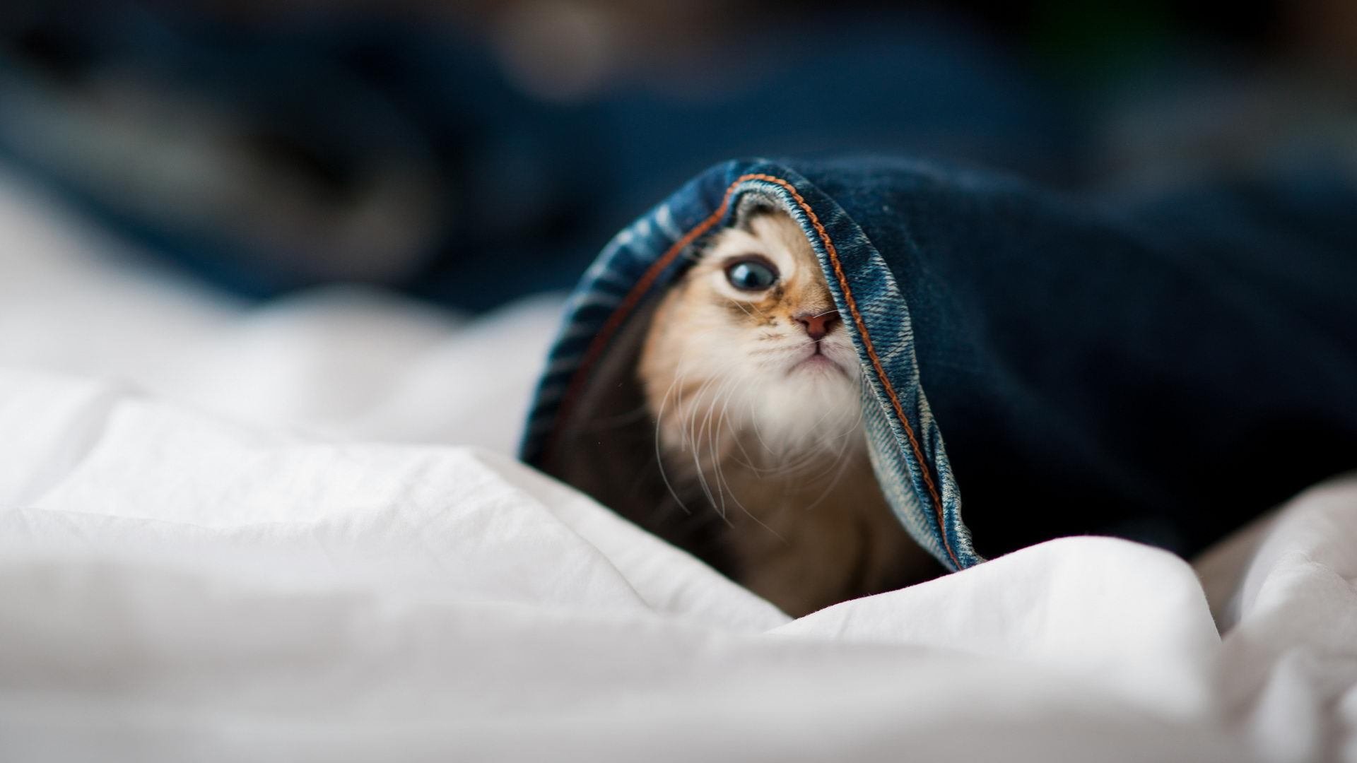 数据逆袭！末节17分+制胜三分，保罗用手术刀般的冷静为骑士完成传奇封神