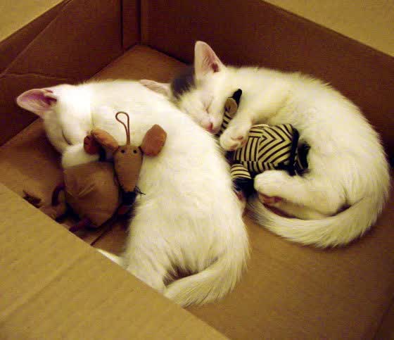 蓝月之刃破长空，坎塞洛节奏掌控下的塞尔维亚，如何在2026世界杯淘汰赛碾压阿联酋